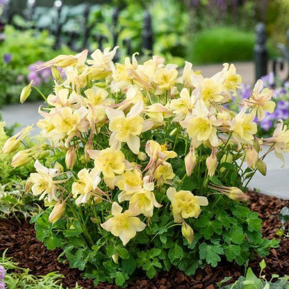 Aquilegia 'PAS1258489'  - Earlybird™ Yellow Columbine