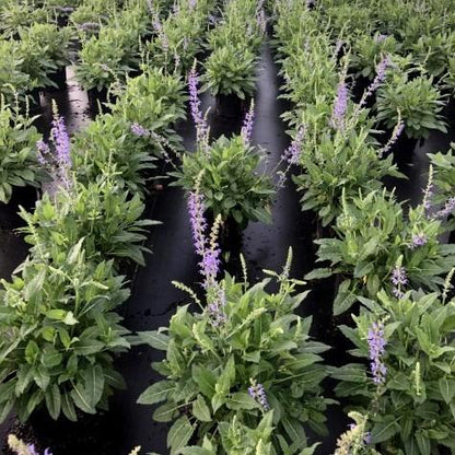 Salvia x sylvestris 'Mainacht’  - May Night Wood Sage