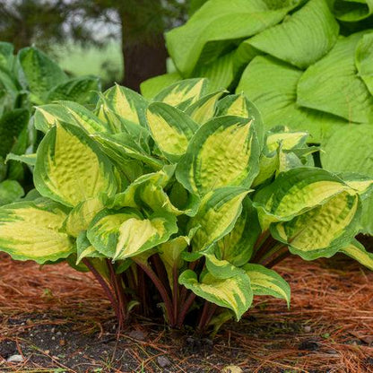 Hosta 'Island Breeze'  - Island Breeze Hosta