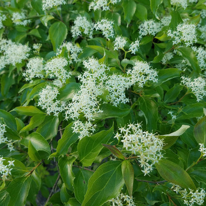 Cornus racemosa  - Gray Dogwood