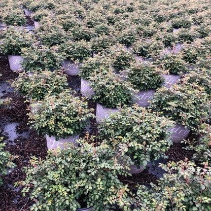 Rosa 'Meifranjin' PP 33,507  - Blushing Drift® Rose