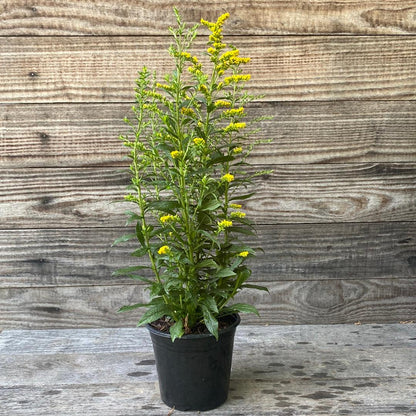 Solidago rugosa 'Fireworks'  - Fireworks Goldenrod