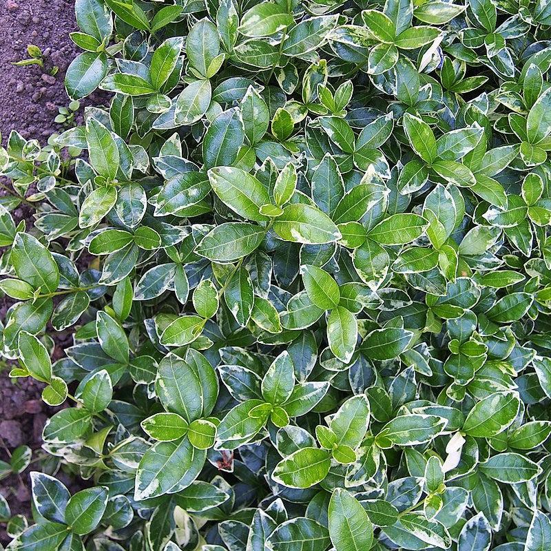 Vinca minor 'Ralph Shugert'  - Ralph Shugert Periwinkle