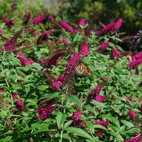 Buddleia 'Miss Molly'  - Miss Molly Butterfly Bush