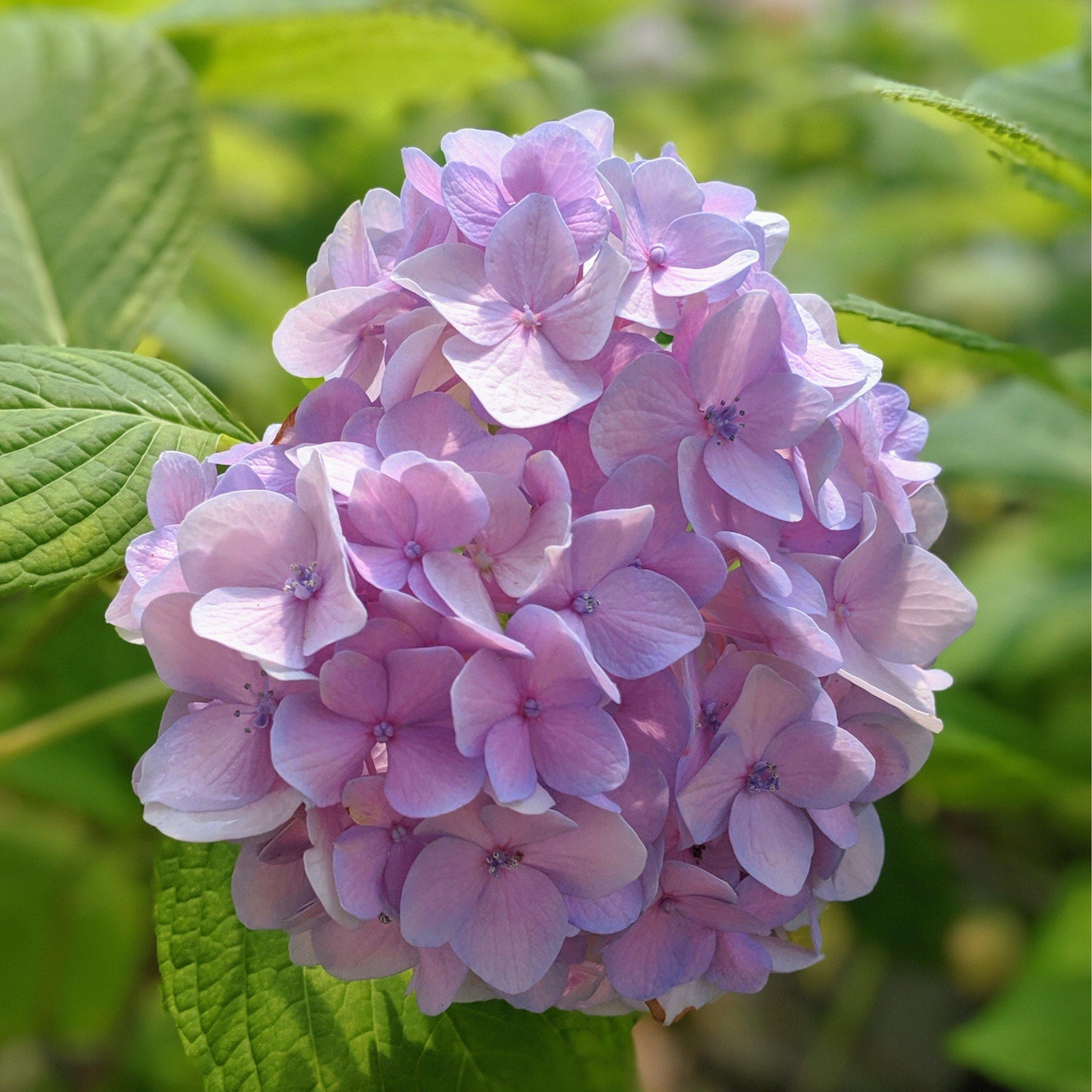 Hydrangea macrophylla 'Nikko Blue'  - Nikko Blue Hydrangea