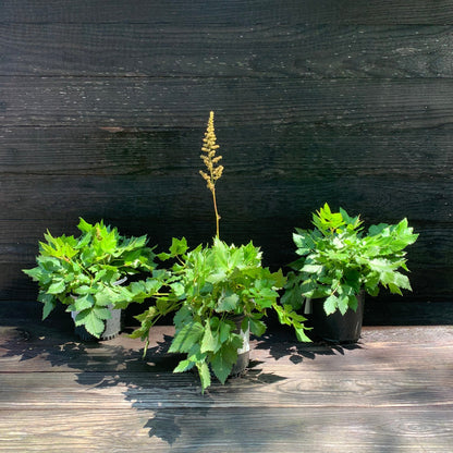 Astilbe chinensis 'Visions'  - Visions Chinese Astilbe, False Goat's Beard