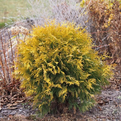 Thuja occidentalis 'Globosa Aurea'  - Golden Globe Arborvitae