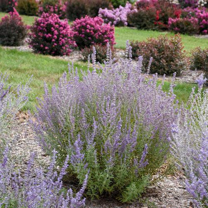 Perovskia atriplicifolia 'Sage Advice'  - Sage Advice Russian Sage