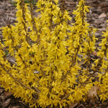Forsythia x 'NIMBUS' USPP 23,838  - Show Off® Sugar Baby® Forsythia