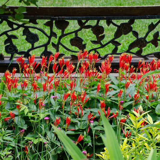 Spigelia marilandica 'Little Redhead  - Little Redhead Indian Pink