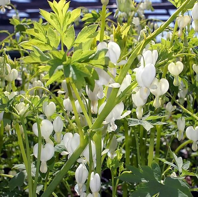 Dicentra spectablis 'Alba'  - White Bleeding Heart