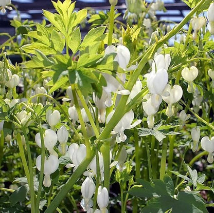 Dicentra spectablis 'Alba'  - White Bleeding Heart