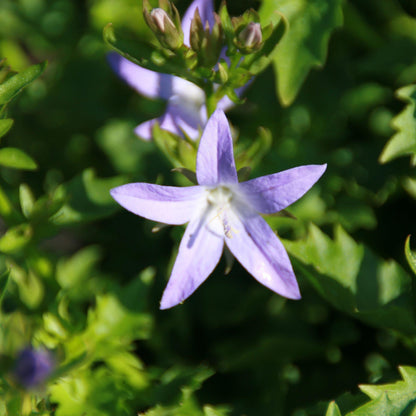 Campanula poscharskyana 'Blue Waterfall'  - Blue Waterfall Bellflower