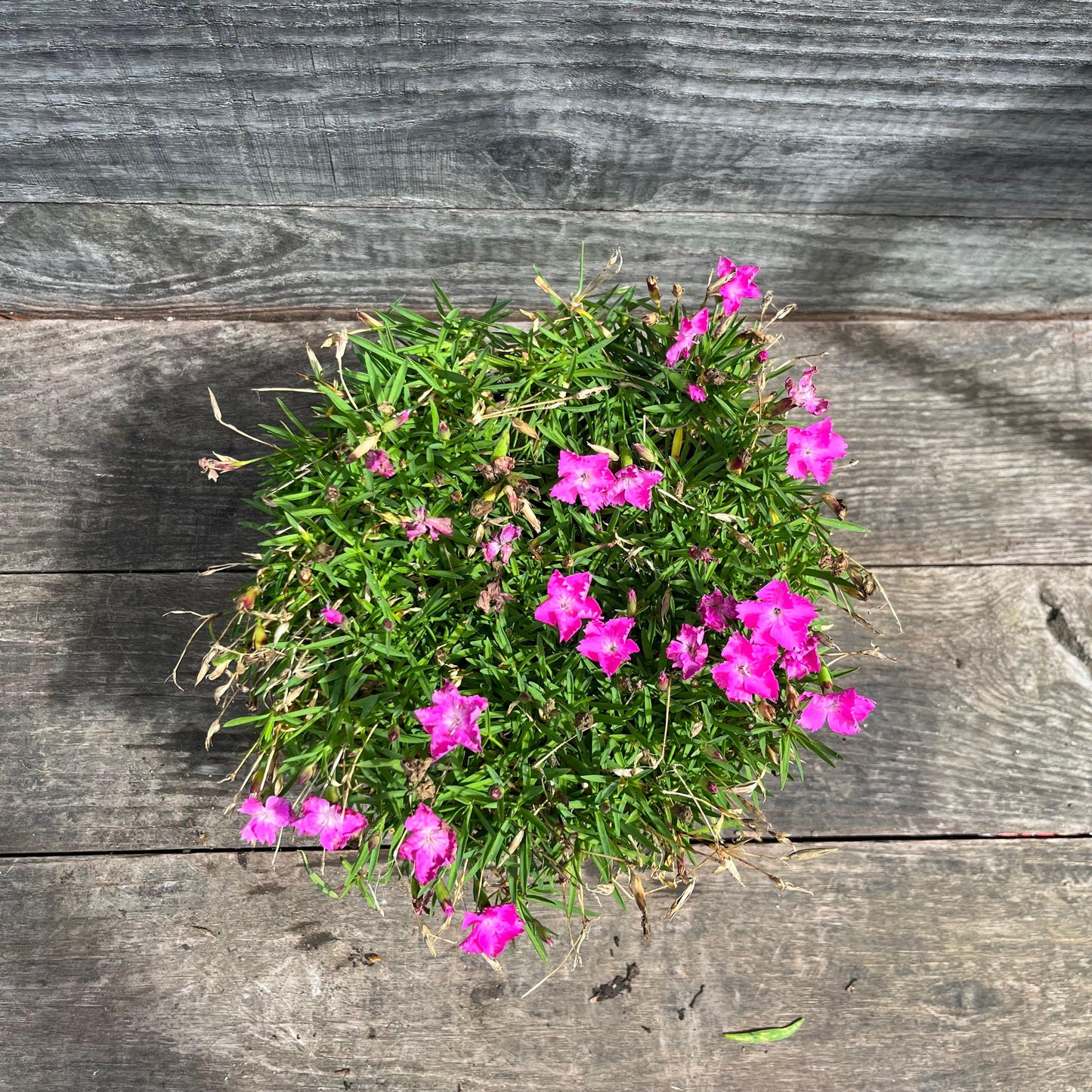 Dianthus gratianopolitanus 'Firewitch'  - Firewitch Dianthus, Cheddar Pink