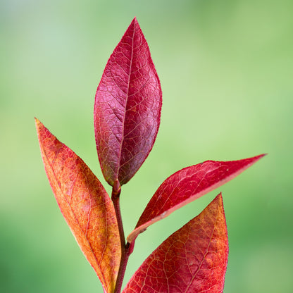 Vaccinium corymbosum 'Bluecrop'  - Bluecrop Highbush Blueberry