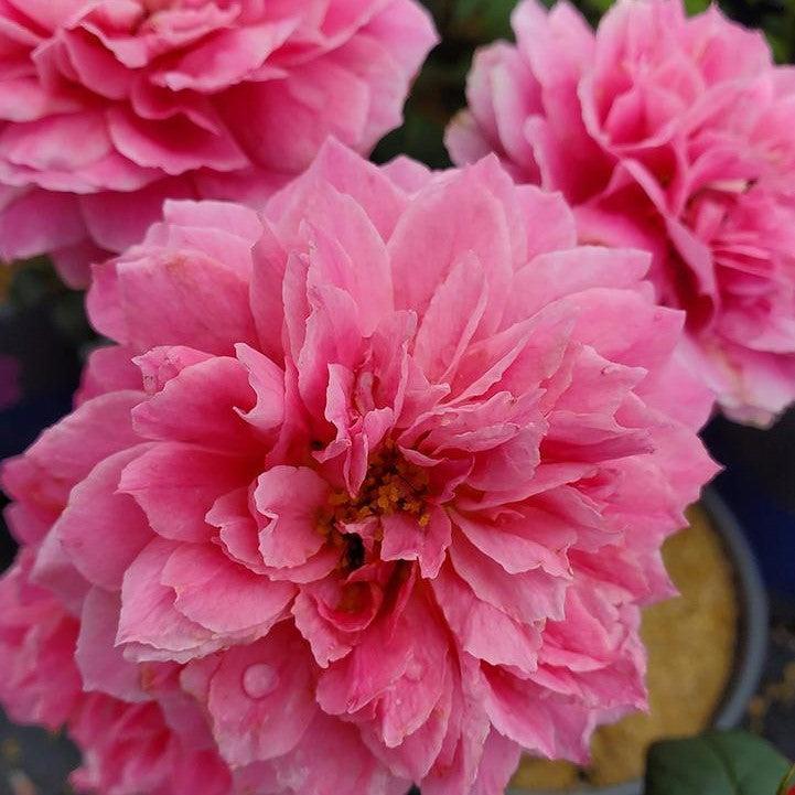 Rosa 'LIMformosa'  - True Inspiration Rose