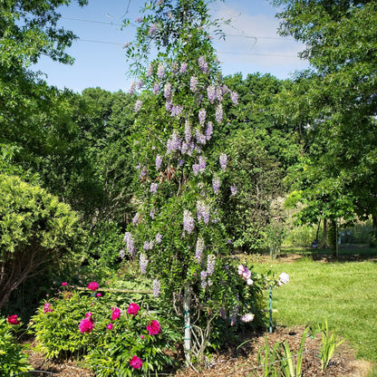Wisteria macrostachys 'Blue Moon'  - Blue Moon Wisteria
