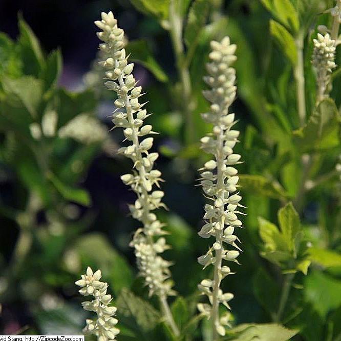 Clethra alnifolia 'Sixteen Candles'  - Sixteen Candles Summersweet