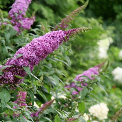 Buddleia davidii SMNBDB'  - Pugster Pinker® Dwarf Butterfly Bush