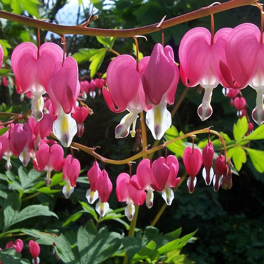 Dicentra spectabilis  - Asian Bleeding Heart