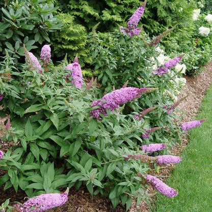 Buddleia davidii SMNBDB'  - Pugster Pinker® Dwarf Butterfly Bush