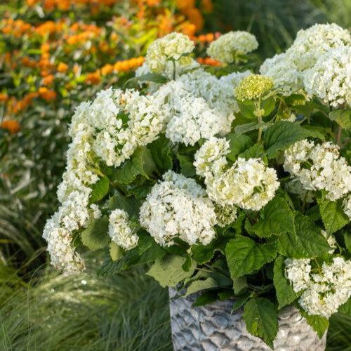 Hydrangea arborescens 'BAlful'  - First Editions® FlowerFull™ Smooth Hydrangea