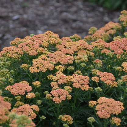 Achillea ’Firefly Peach Sky'  - PW® Firefly Peach Sky Yarrow