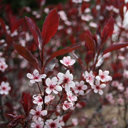Prunus x cistena  - Purpleleaf Sandcherry