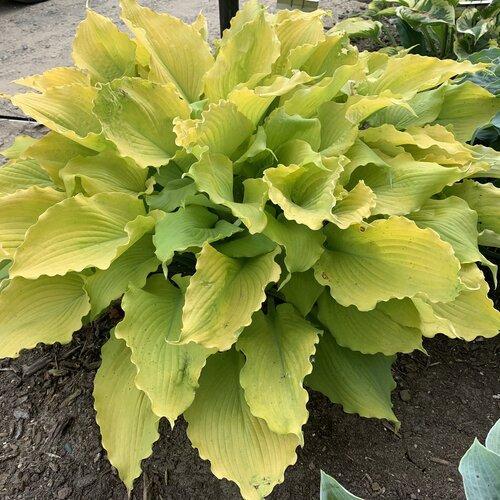Hosta 'Echo the Sun' PP35,943  - PW® Shadowland® Echo the Sun Hosta