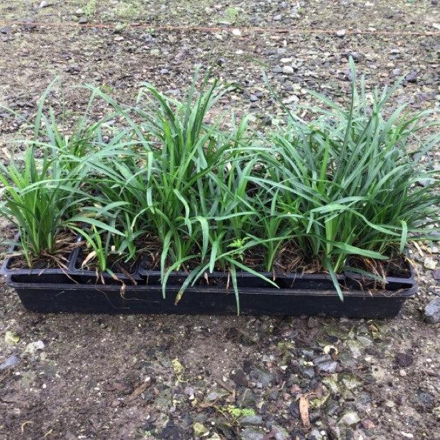 Liriope spicata  - Creeping Lily Turf