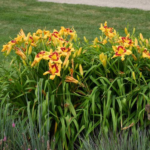 Hemerocallis 'Tiger Swirl'  - Rainbow Rhythm® Tiger Swirl Daylily